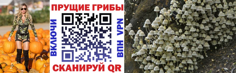 Псилоцибиновые грибы MAGIC MUSHROOMS  Калининград 